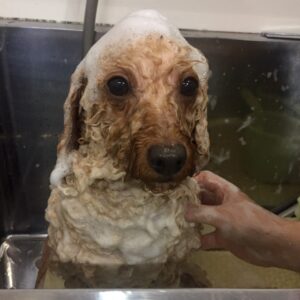 シャンプートイプー