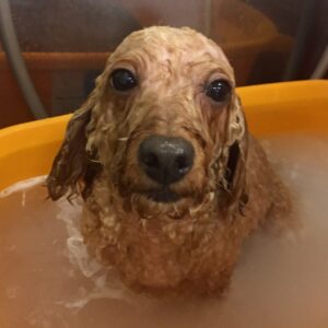 お風呂トイプー
