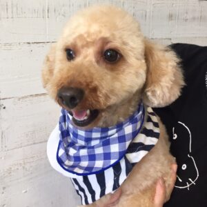 仕上がりトイプー