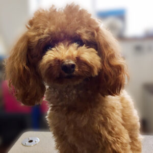 よろしくトイプー