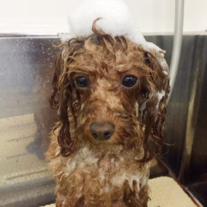 シャンプートイプー