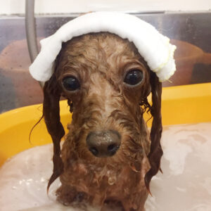 お風呂トイプー