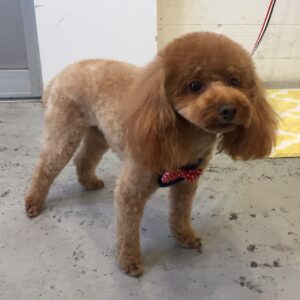 仕上がりトイプー