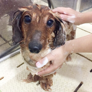 シャンプーダックス