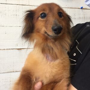 仕上がりダックス