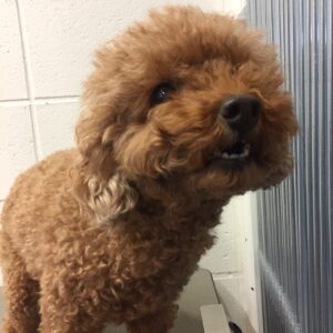 よろしくトイプー