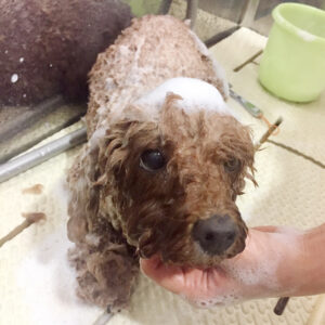 シャンプートイプー