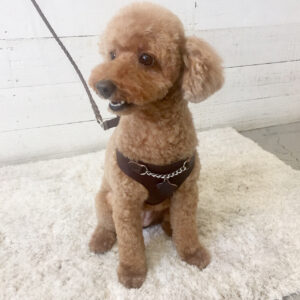 仕上がりトイプー