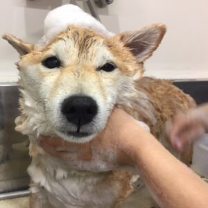 シャンプーしば