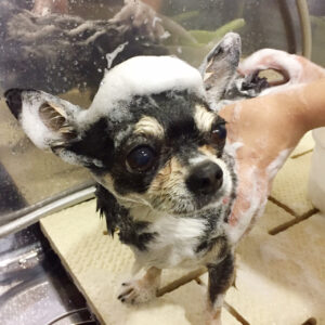 シャンプーチワワ