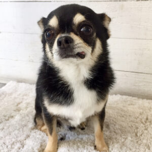 仕上がりチワワ