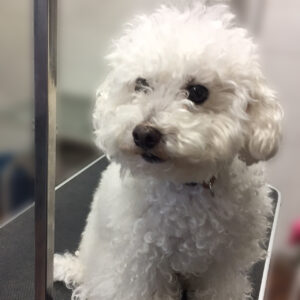 よろしくトイプー