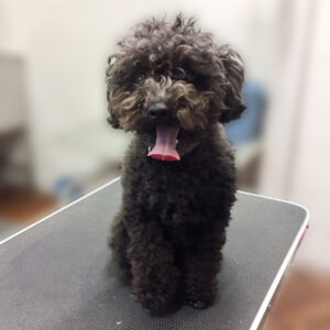 よろしくトイプー