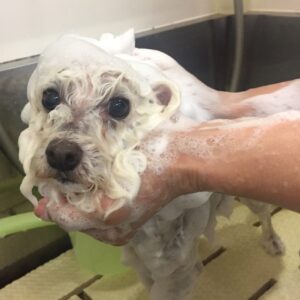 シャンプートイプー