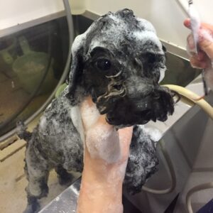 シャンプートイプー