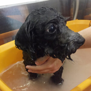 お風呂トイプー