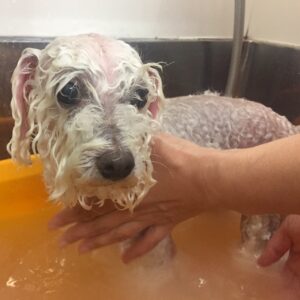 お風呂トイプー