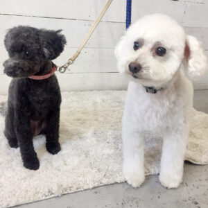 仕上がりトイプー