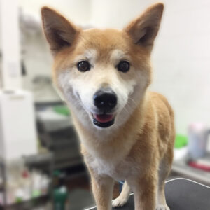 よろしくミックス