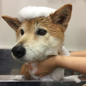 シャンプーミックス