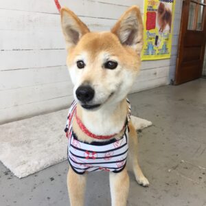 仕上がりミックス