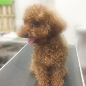 よろしくトイプー