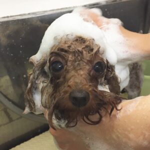 シャンプートイプー