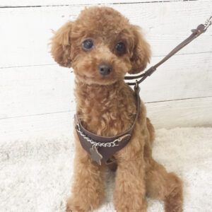 仕上がりトイプー