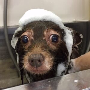 シャンプーミックス