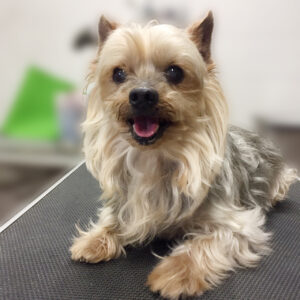 よろしくヨーキー