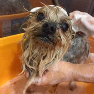 シャンプーヨーキー