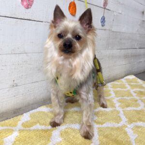 仕上がりヨーキー