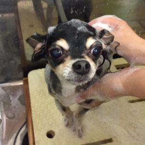 シャンプーチワワ