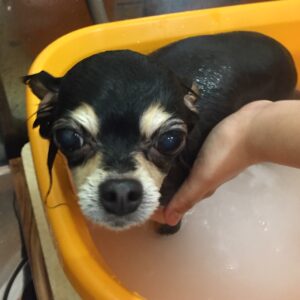 お風呂チワワ