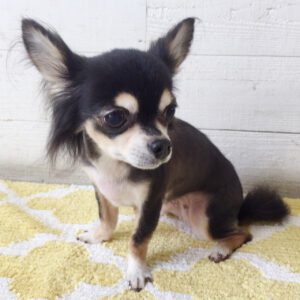 仕上がりチワワ