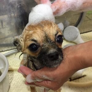 シャンプーチワワ
