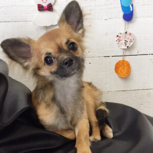 仕上がりチワワ