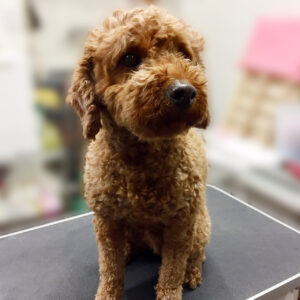 よろしくトイプー