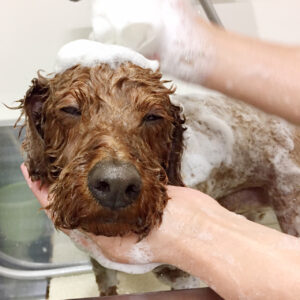 シャンプートイプー