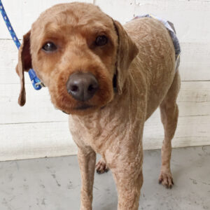 仕上がりトイプー