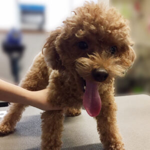 よろしくトイプー