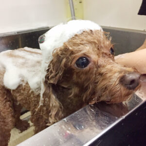 シャンプートイプー