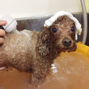 お風呂トイプー