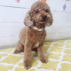 仕上がりトイプー