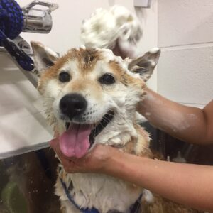 シャンプーしば