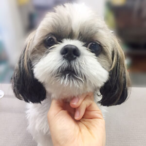 よろしくシーズー