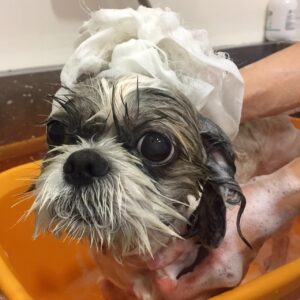 お風呂シーズー