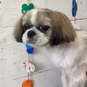 仕上がりシーズー