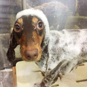 シャンプーダックス