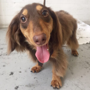 仕上がりダックス